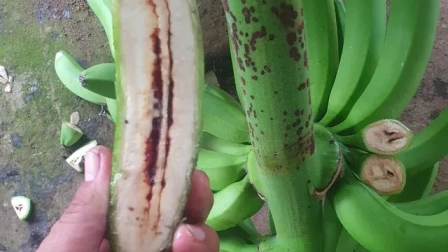 El Moko ha obligado a productores de Los Ríos a erradicar áreas completas de banano y mantener terrenos en cuarentena antes de volver a sembrar.