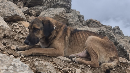 La perrita fue encontrada a más de 4 690 metros sobre el nivel del mar, en la cumbre del Rucu Pichincha.