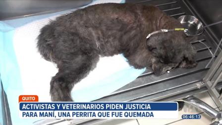 Activistas a favor de los derechos de los animales y médicos veterinarios piden justicia por Maní, una perrita que fue cruelmente quemada. El hecho ocurrió en el intercambiador de Carapungo en el norte de Quito.

Vía: Mishell Villacís
