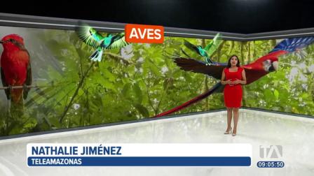 El avistamiento de aves, una práctica que ha tomado fuerza en los últimos años. Ecuador es el escenario perfecto para observar a estos animalitos. 

Vía: Nathalie Jiménez
