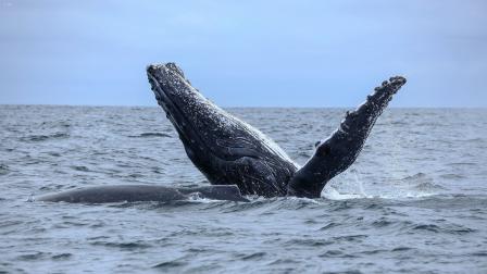 Cada año, entre junio y septiembre, cerca de 6 mil ballenas jorobadas llegan desde la Antártida a las cálidas aguas del perfil costero de Ecuador.