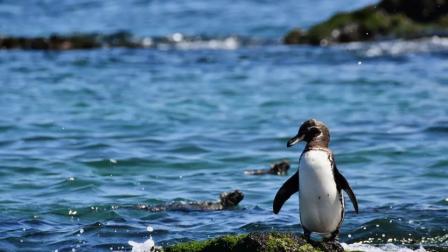 Los pingüinos de Galápagos son una especie endémica que puede ser adoptada para apoyar a su conservación.