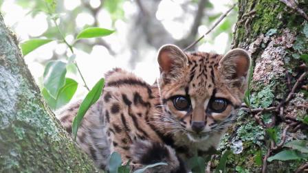 El tigrillo es una especie en peligro de extinción en Ecuador.