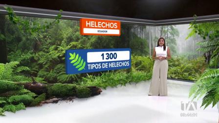 Los helechos es un tipo de planta que se divide en 7 familias. En Ecuador existen cerca de 1.300 tipos de helechos.
Vía: Nathalie Jiménez