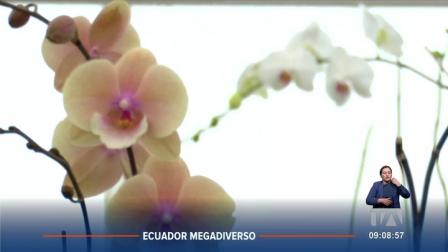 Conoce el Orquideario de Río Verde, ubicado en la provincia de Tungurahua. En este espacio se encuentran más de 400 especies de orquídeas nativas, que muestran la increíble biodiversidad del país.
Un reportaje de Nathalie Jiménez
