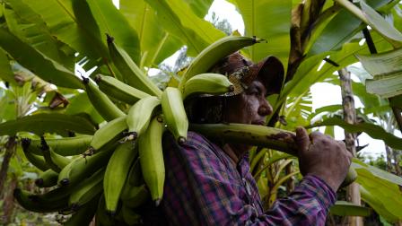 Las lluvias es otro de los factores que ha provocado daños en los cultivos del plátano verde en Ecuador .