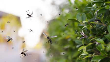 Imagen referencial de moscas polillas volando sobre vegetación.