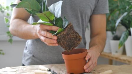 Las plantas emiten señales cuando necesitan ser trasplantadas.