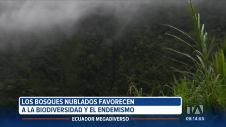 Los bosques nublados son ecosistemas únicos que se encuentran en zonas montañosas húmedas. Albergan una gran biodiversidad y desempeñan un papel en la regulación hídrica y climática.
Un reportaje de Nathalie Jiménez