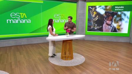 En el segmento 'Mundo Animal', la experta en adiestramiento, Verónica Álvarez, habló sobre el duelo tras la pérdida de una mascota.