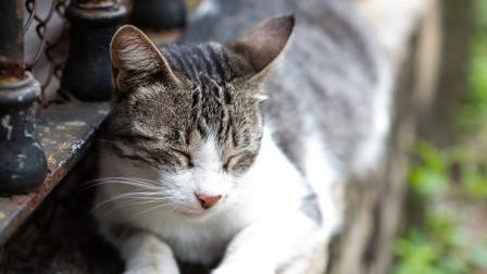 En Ecuador el maltrato animal es un delito que se sanciona con multas económicas o cárcel.