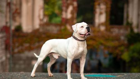 Imagen referencial de un perro de raza Pitbull, similar al que atacó en Guayaquil a una estudiante.