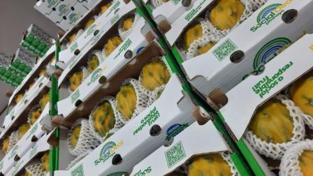 La pitahaya es una fruta ecuatoriana que se produce principalmente en la Amazonía y se exporta a países como China y Estados Unidos.