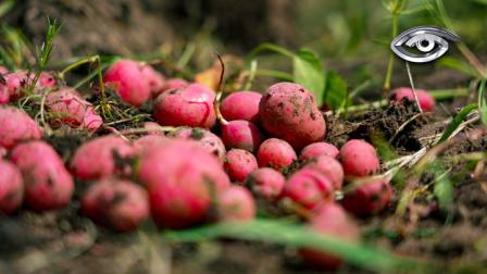 Desde 1981, este banco resguarda más de 18.000 semillas nativas, muchas en peligro de desaparecer. Aquí no se guarda dinero, sino biodiversidad vital para el futuro alimentario del planeta.
