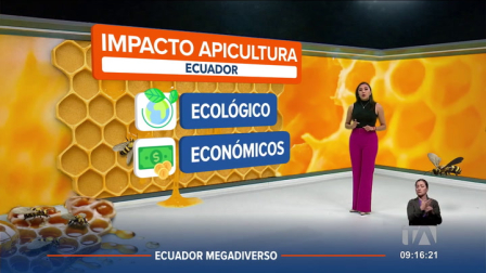 La meliponicultura se enfoca en la crianza de abejas sin aguijón que producen miel y otros derivados. Ecuador tiene una gran variedad de ecosistemas y biodiversidad que favorecen la producción de miel única.

Un reportaje de Nathalie Jiménez