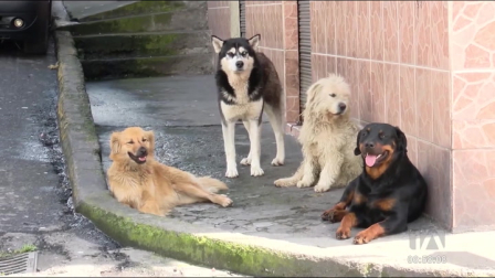 El 21 de julio se conmemora el Día Mundial del Perro, una fecha dedicada a honrar a nuestros fieles compañeros. Esta celebración nos invita a reflexionar sobre su bienestar y asumir el compromiso de protegerlos y cuidarlos con responsabilidad.
Un reportaje de Mishell Villacís
