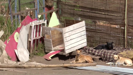 Este lunes 21 de julio un remolino de viento se llevó parte de la estructura de un refugio de animales en Píntag. Tras este acontecimiento, varios animales quedaron desprotegidos.

Un reportaje de Brigette Mancheno