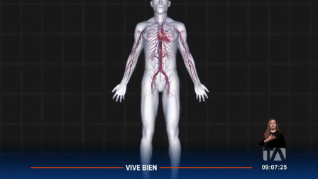 Las enfermedades cardiovasculares representan la principal causa de muerte en el mundo. Entre las patologías de este tipo más comunes están, por ejemplo, los infartos, la hipertensión arterial, las arritmias y la insuficiencia cardíaca.

Un reportaje de Stephany Paz