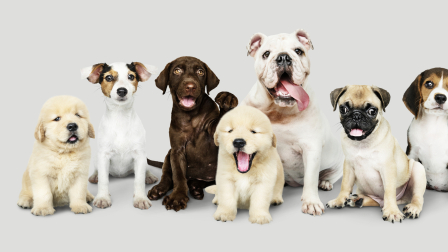 Las mascotas, al igual que los humanos, también pueden sufrir de depresión.