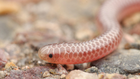 Un equipo del ministerio de Medio Ambiente y de un grupo de conservación vio la serpiente hilo de Barbados.
