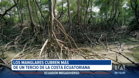 Los manglares son guardianes silenciosos de la naturaleza. Estos ecosistemas abarcan más de la tercera parte de la Costa ecuatoriana y son el hogar de especies únicas, muchas de ellas en peligro de extinción.

Un reportaje de Nathalie Jiménez
