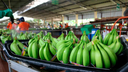 El babano ecuatoriano es uno de los productos que más se exporta a EEUU.