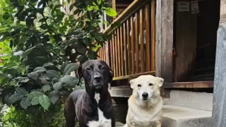 Rocky salió desde Mindo junto a los corredores del trail Quito y se perdió.