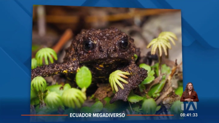 Investigadores de la fundación Ecominga, el Instituto Nacional de Biodiversidad y la academia encontraron una nueva especie de sapo. El género es endémico de los andes e incluye once linajes diferenciados de pequeños sapos.
Un reportaje de Nathalie Jiménez