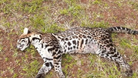 Un ocelote fue hallado muerto por guardias de seguridad en un puerto privado.