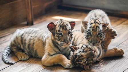Cachorros de tigre siberiano en Parque del Tigre Siberiano