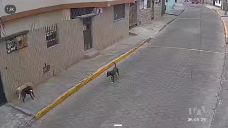 Un grupo de perros tiene atemorizado a los moradores de San Francisco de Puengasí, en el sur de Quito. Uno de los canes atacó a un adulto mayor. 

Un reportaje de Juan Miguel Rodríguez