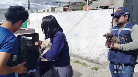 Canes en estado de desnutrición fueron rescatados por las autoridades en el sur de Quito. En el 2025, la AMC recaudó más de 200 000 dólares en multas relacionadas al maltrato animal 

Un reportaje de Juan Miguel Rodríguez