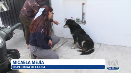 Moradores de Carapungo, en el norte de Quito, piden justicia para 'Bolita', un perrito, que fue atropellado por un taxista. El can tiene una fractura en la pierna. 

Un reportaje de Nathalie Jiménez