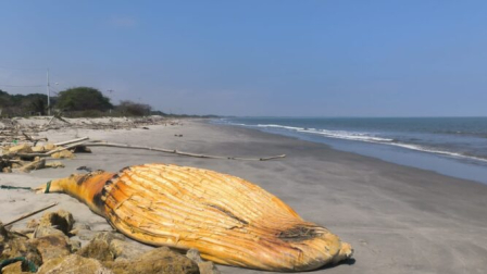 Una ballena de aproximadamente 14 metros de largo llegó muerta a la playa de Jambelí.