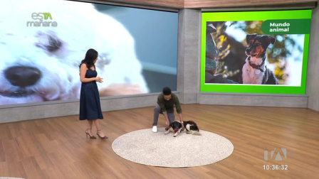 Mundo Animal: pablo Méndez, etólogo, explicó cómo realizar masajes a las mascotas para evitar el estrés y cuidar su salud.