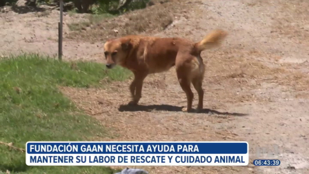 La Fundación GAAN, dedicada al rescate y cuidado de perros en Quito, enfrenta una crisis económica que pone en riesgo su labor diaria. La organización busca apoyo de la ciudadanía para mantener a los animales rescatados que requieren alimentación, medicinas y atención veterinaria.
Un reportaje de Gustavo Jaramillo