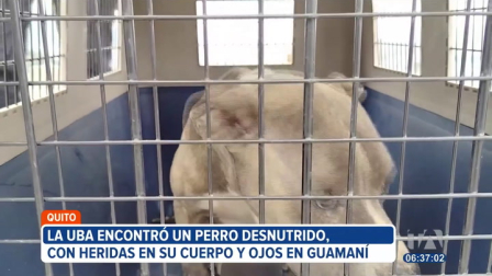 Tras un operativo ejecutado en Guamaní y Quitumbe, al sur de Quito, la Agencia Metropolitana de Control inició dos procesos de sanción por maltrato animal y encierro. Las personas involucradas podrían enfrentar una multa de más de 5 mil dólares.

Un reportaje de Juan Miguel Rodríguez