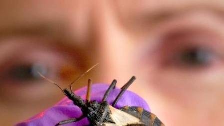 La enfermedad de chagas se contagia con la picadura de una chinche.