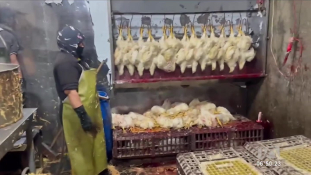 Más de 3 mil libras de carne fueron decomisadas de centros ilegales de faenamiento en el norte y sur de Quito. Tres establecimientos fueron clausurados por las autoridades debido a las condiciones insalubres en las que se encontraban.

Un reportaje de Juan Miguel Rodríguez