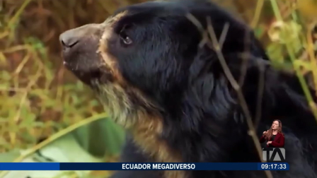 Los osos andinos son la única especie de oso en Sudamérica. En los últimos días, la comunidad de la parroquia de Nono ha reportado la presencia de estos animales en el bosque. Sin embargo, para algunos comuneros representan una amenaza.

Un reportaje de Nathalie Jiménez
