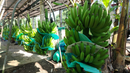 El Gobierno fijó el precio de exportación de lbanano en Ecuador.