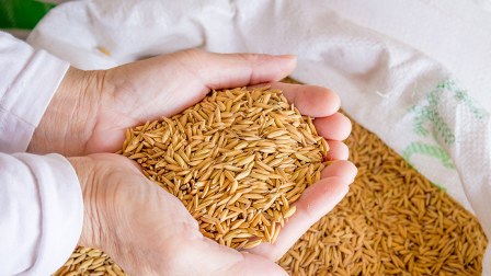 Las piladoras que deseen participar deberán cumplir el Reglamento de piladoras y procesadoras de arroz.