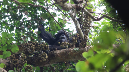 Un chimpancé come higos en el Parque Nacional Kibale (Uganda) en 2018.