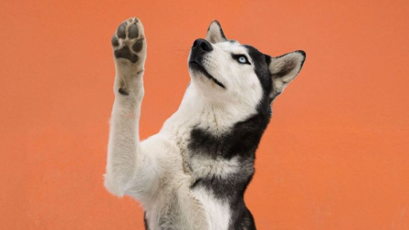UBA Fest busca que 50 mascotas sean adoptadas.