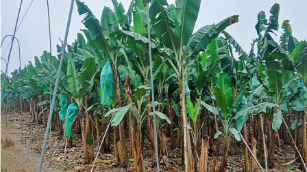 Imagen de una plantación de banano en El Oro.