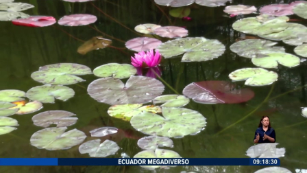 Los nenúfares aunque se encuentran, en su mayoría, en la región amazónica son plantas acuáticas que no solo sirven como ornamentación sino que cumplen una función primordial como habitad para otras especies que se encuentran en su área como anfibios e insectos pequeños. Un reportaje de Nathalie Jiménez
