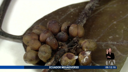 El café es uno de los productos más consumidos en el mundo. Gracias a la diversidad de microclimas del país, este fruto se cultiva en varias provincias; su planta alcanza entre 2 y 5 metros de altura.

Un reportaje de Nathalie Jiménez