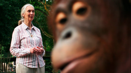 La investigadora británica dedicó gran parte de su vida a estudiar el comportamiento de los primates.