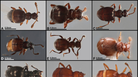 22 nuevas especies de escarabajos vagabundos del género Panabachia en Ecuador