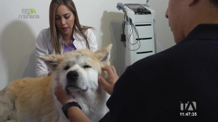 Cada vez más dueños de mascotas recurren a la acupuntura ancestral como método terapéutico. Esta práctica milenaria ayuda a aliviar dolores, mejorar el bienestar general y complementar la salud de perros y gatos.
